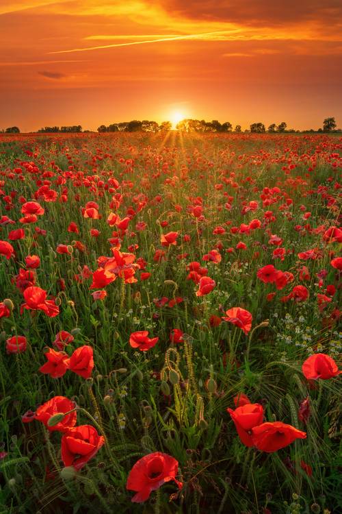 Blooming poppies at sunset od Tham Do
