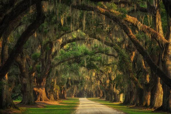 Lowcountry tree tunnel od Tham Do