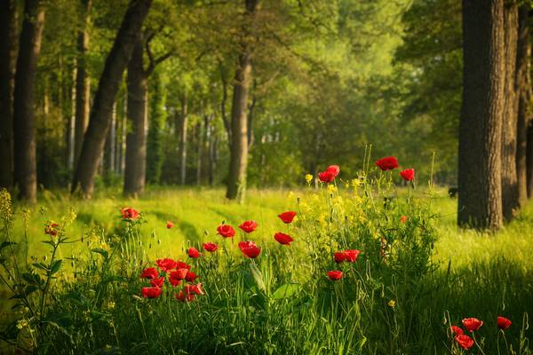 Poppies in a Dutch forest od Tham Do
