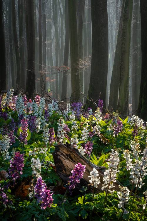 The flower forest od Tham Do