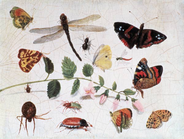 Butterflies, Insects and Flowers od the Elder Kessel