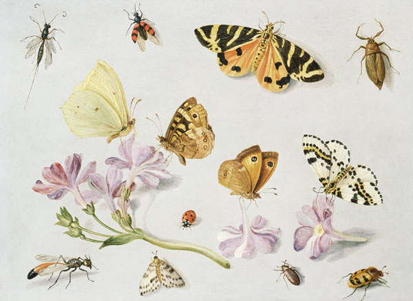 Butterflies, moths and other insects with a sprig of periwinkle od the Elder Kessel