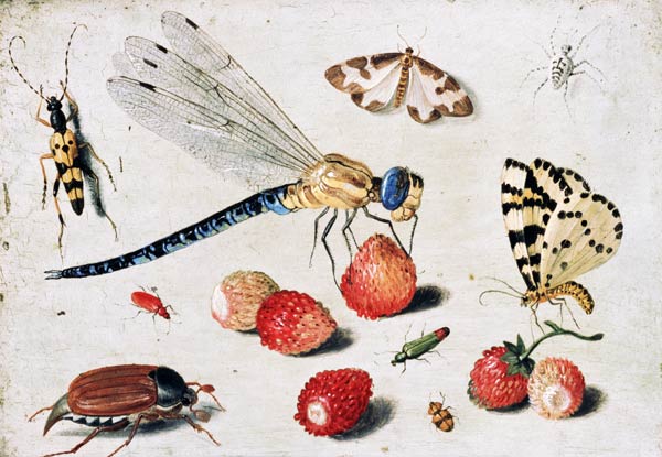 Study of Insects, Butterflies and Flowers od the Elder Kessel