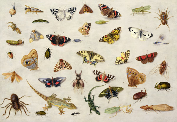 A Study of insects od the Elder Kessel