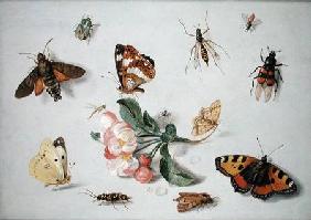 Butterflies, moths and other insects with a sprig of apple blossom
