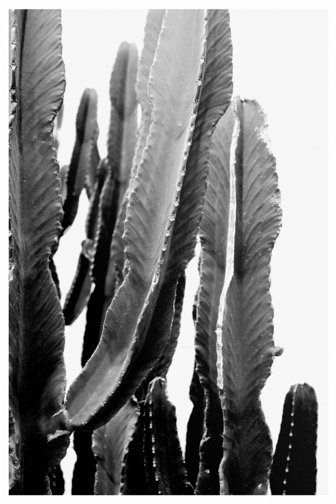 BOHO Cactus od THE MIUUS STUDIO