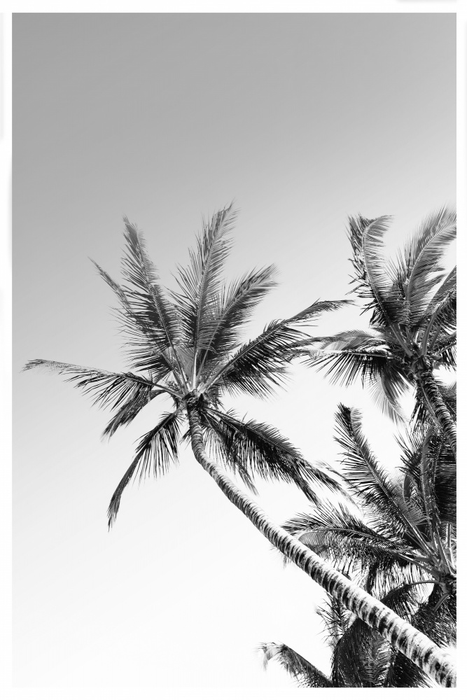 Palms Black and White Photography od THE MIUUS STUDIO