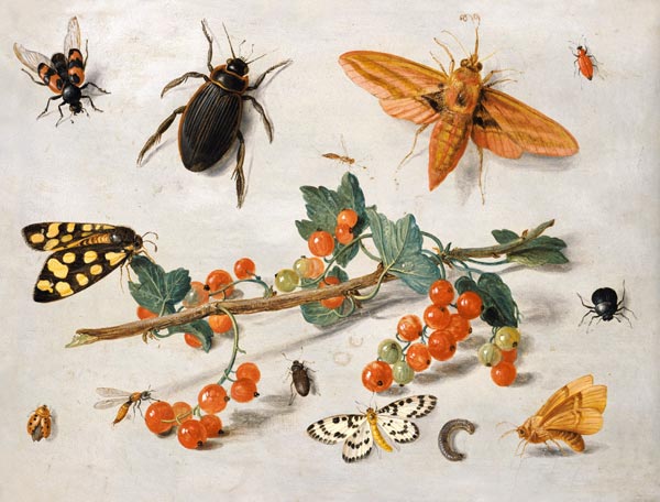 A sprig of redcurrants with an elephant hawk moth, a magpie moth and other insects, 1657 (oil on cop od the Elder Kessel Jan van