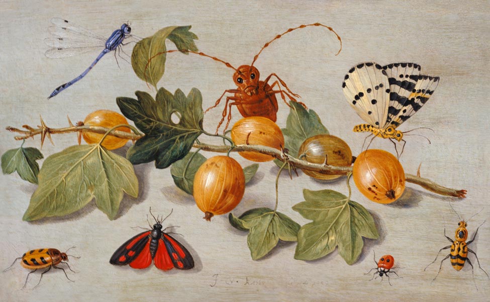 Still life of branch of gooseberries, with a butterfly, moth, damsel fly and other insects (oil on c od the Elder Kessel Jan van