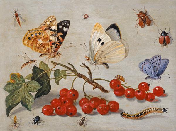 A still life with sprig of Redcurrants, butterflies, beetles, caterpillar and insects (oil on copper