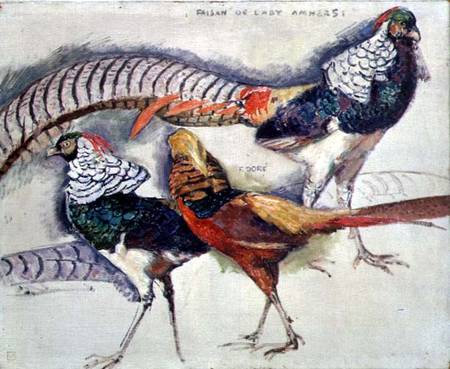 Lady Amherst's Pheasant od Theo van Rysselberghe