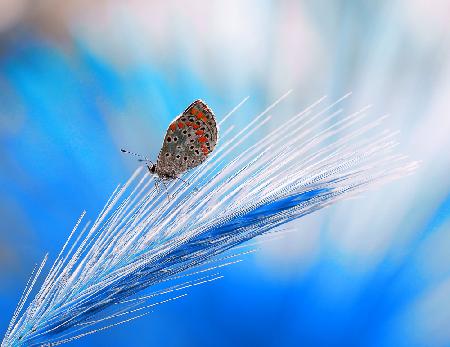 The butterflys dream in blue...