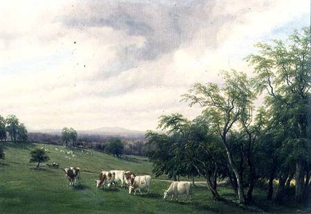 Cattle Grazing in Parkland od Thomas Baker