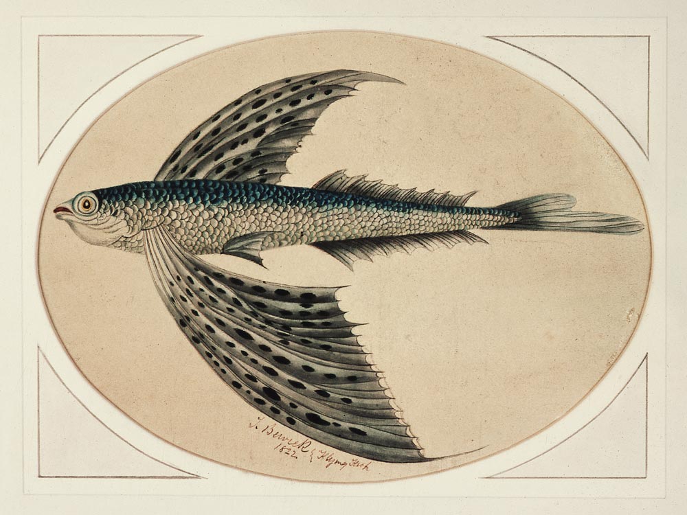 A Flying Fish od Thomas Bewick