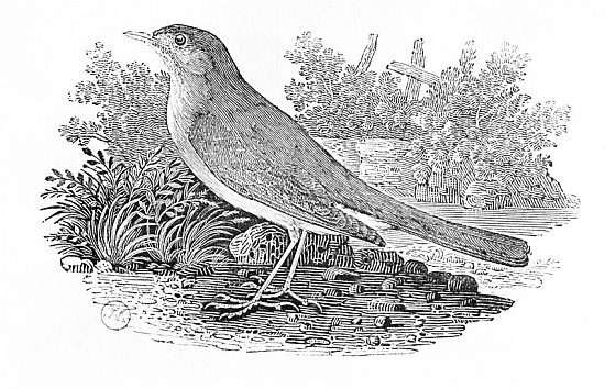 The Nightingale (Luscinia megarhynchos) from the ''History of British Birds'' Volume I, pub. 1797 od Thomas Bewick