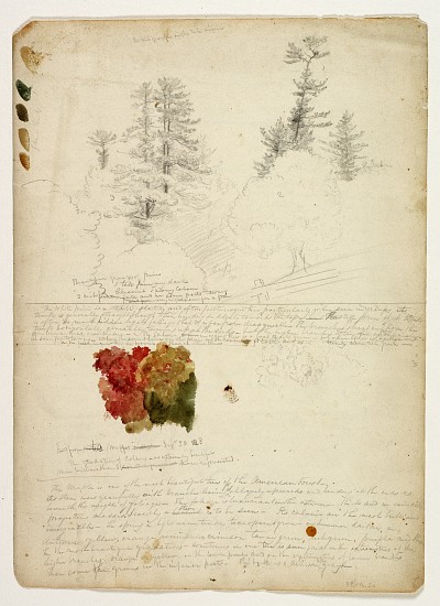 Beautiful Groups of Pines; Tints from Maples, New Hampshire, September 30th od Thomas Cole