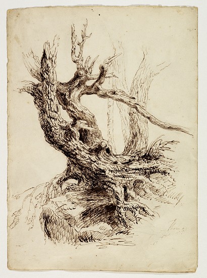 Gnarled Tree Trunk od Thomas Cole
