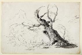 Large Gnarled Tree with Bearded Man Seated Below