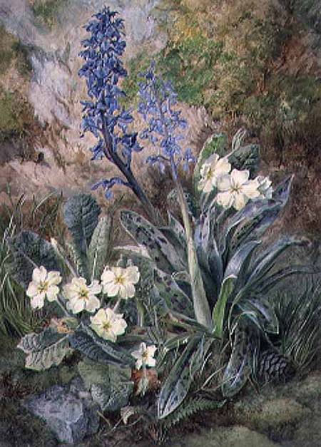 Purple Orchid and Primrose od Thomas Collier
