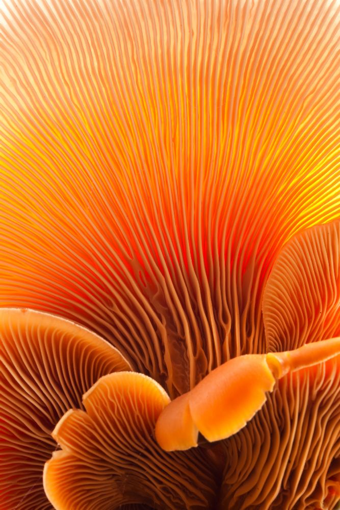 Fungal Forest od Thomas Haney