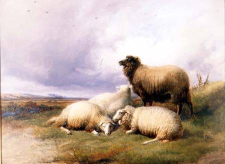 Sheep in a Landscape od Thomas Sidney Cooper