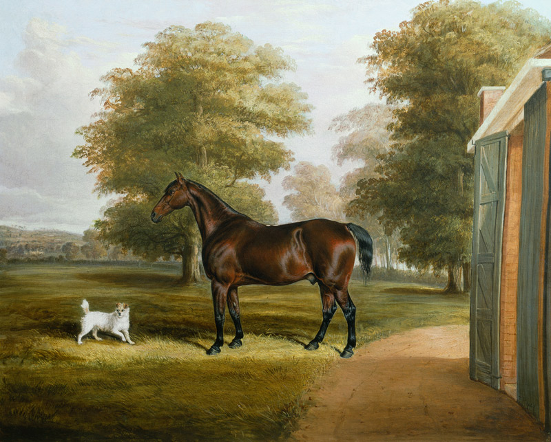 A Bay Horse with a Terrier od Thomas W. Bretland