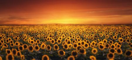 Sunset on Sunflower field
