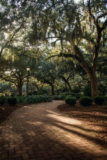 Oaks in Savannah
