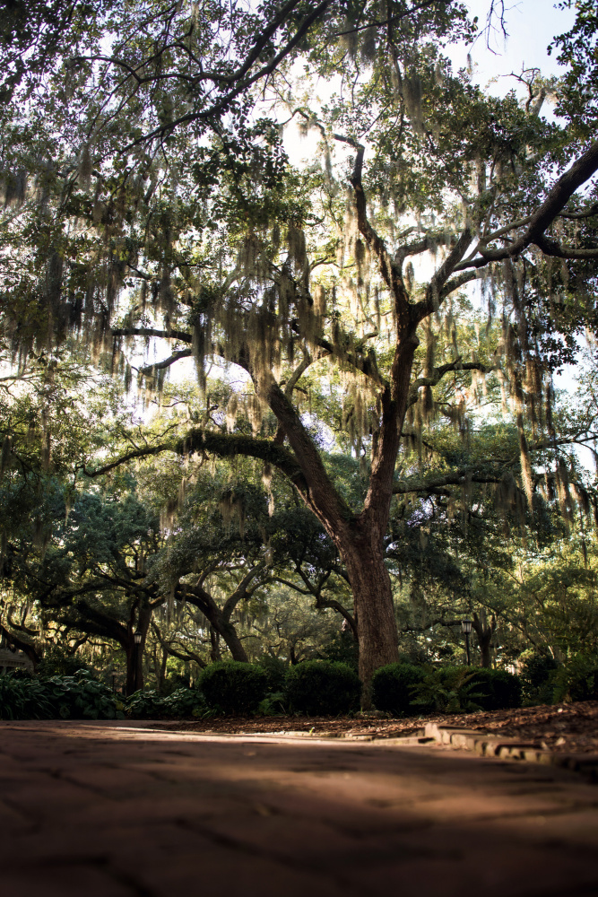 Oaks in Savannah od Tim Mossholder