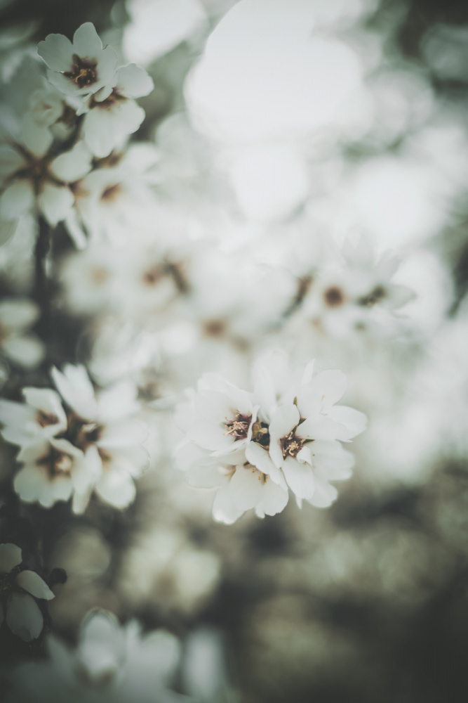 Almond Blossoms od Tim Mossholder