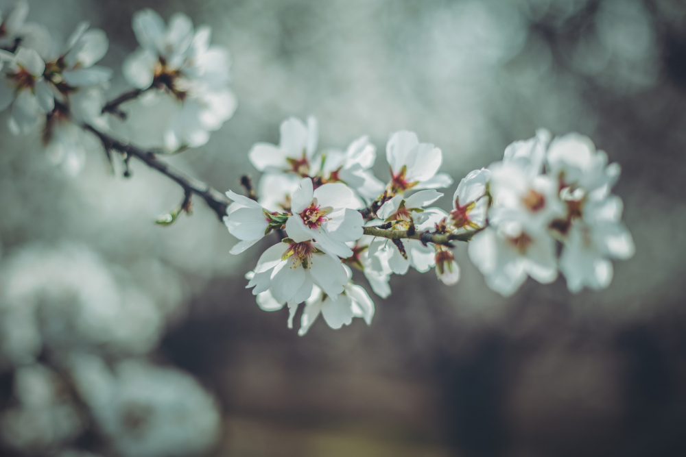 Almond Blossoms od Tim Mossholder