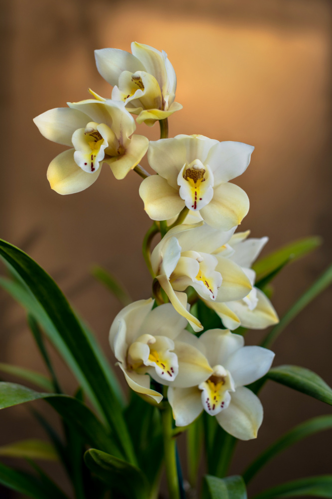 Orchids od Tim Mossholder