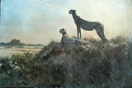 Cheetah, Serengeti (oil on board)  od Tim  Scott Bolton