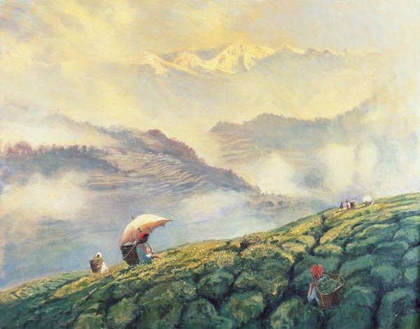 Tea Picking, Darjeeling, India, 1999 (oil on canvas)  od Tim  Scott Bolton