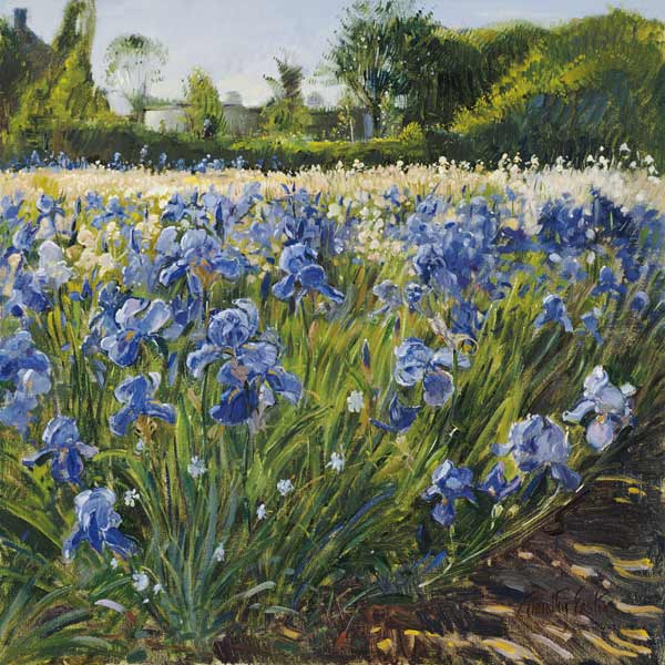 Above the Blue Irises (oil on canvas)  od Timothy  Easton