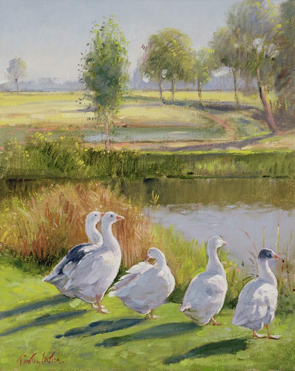 Gooseguard (oil on canvas)  od Timothy  Easton