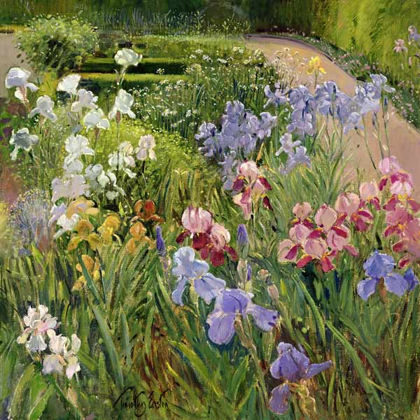 Irises at Bedfield (oil on canvas)  od Timothy  Easton