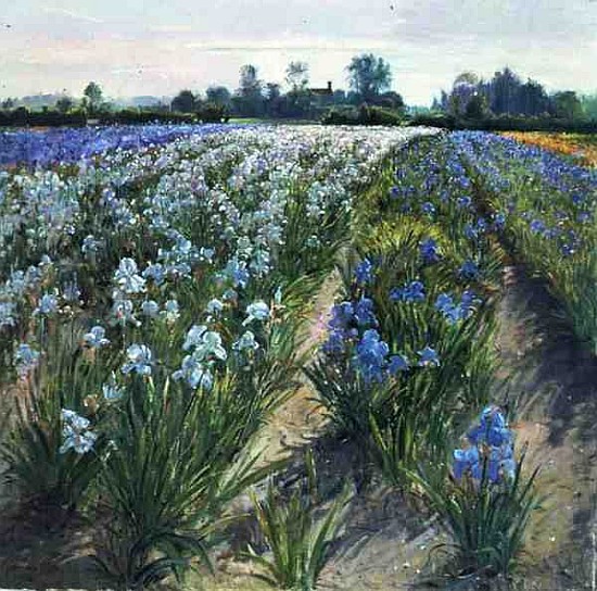 Blue and White Irises, Wortham (oil on canvas)  od Timothy  Easton