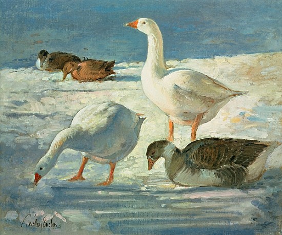 Geese and Mallards, 2000 (oil on canvas)  od Timothy  Easton