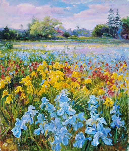 Irises, Willow and Fir Tree, 1993 (oil on canvas)  od Timothy  Easton