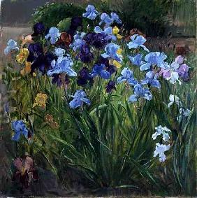 The Iris Bed, Bedfield, 1996 (oil on canvas) 