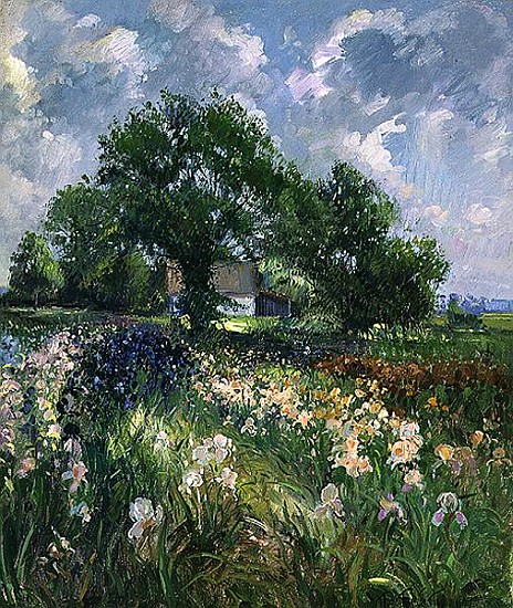 White Barn and Iris Field, 1992  od Timothy  Easton