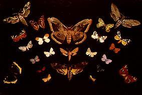 The butterflies od Tivadar Csontváry-Kosztka