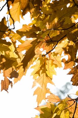 Eichenbaum mit bunten Blättern im Herbst od Tobias Ott