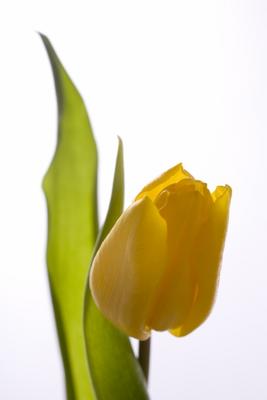 gelbe Tulpe od Tobias Ott