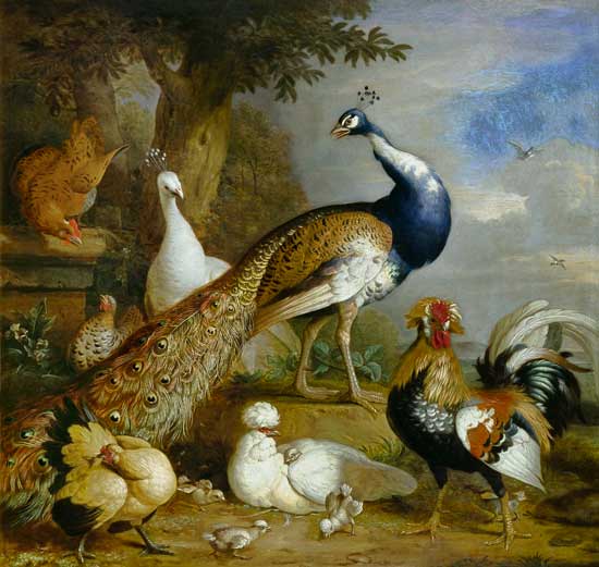 Peacock, Peahen and Poultry in a Landscape od Tobias Stranover