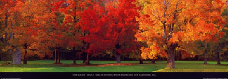 Maple Trees in Autumn od Tom Mackie