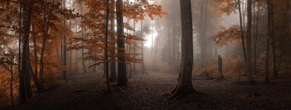 Autumn od Tom Meier