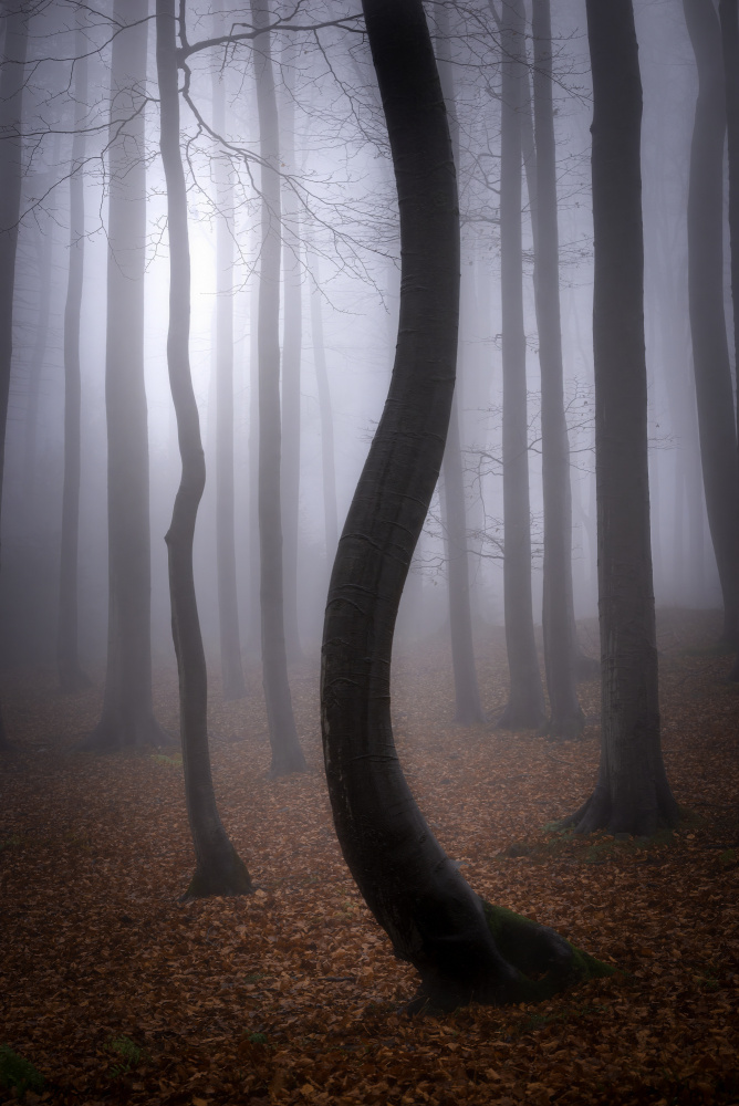 Foggy Autumn od Tom Pavlasek