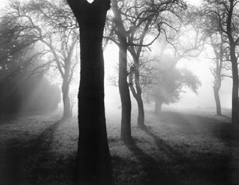 Bäume im Nebel I od Tom Weber